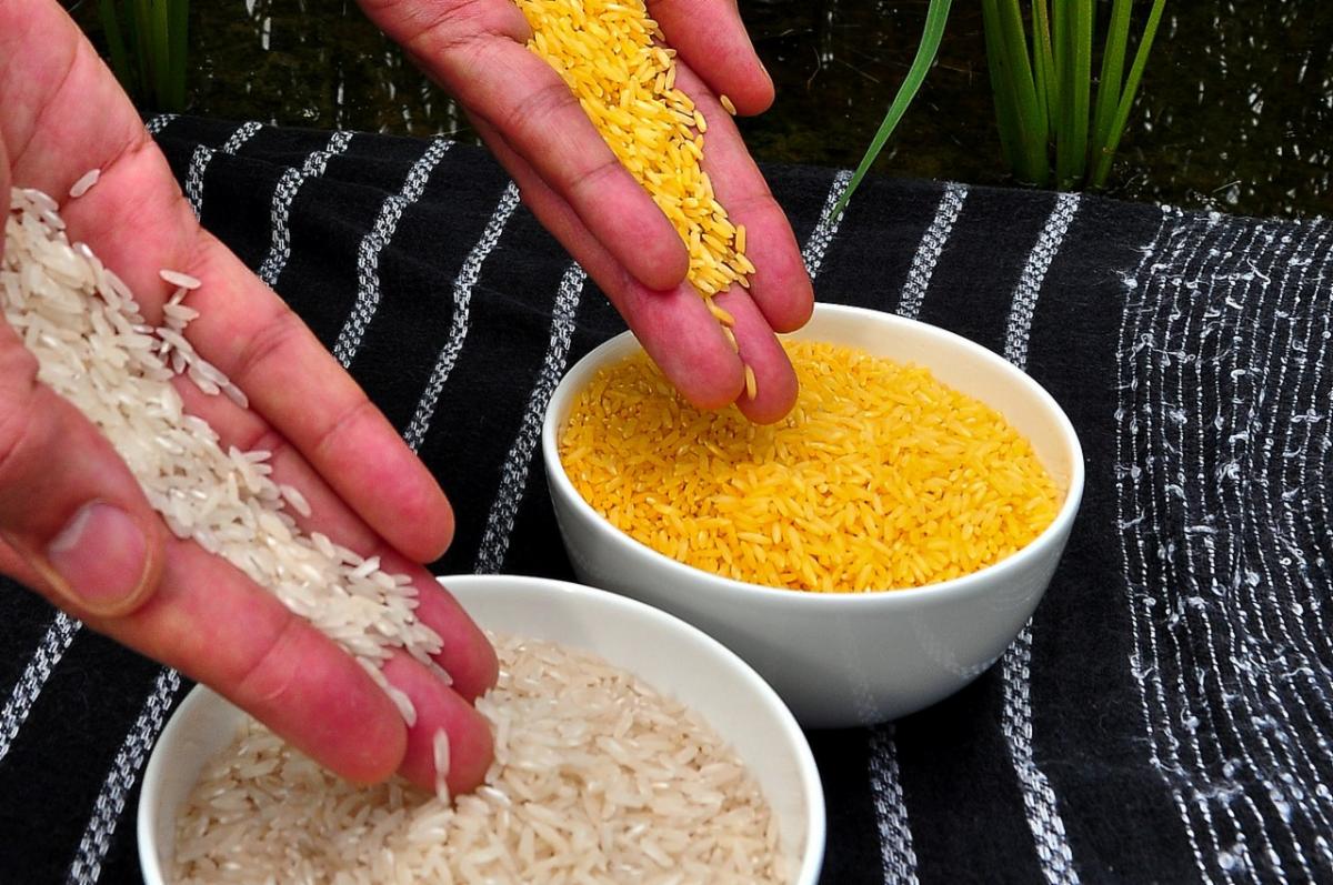Philippines Approves Golden Rice